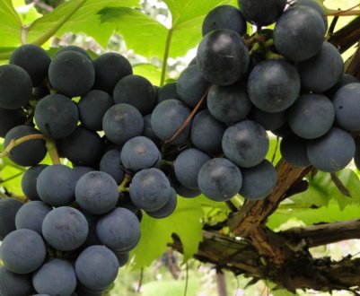 Врожай під загрозою. Не садіть ці рослини під виноградом!