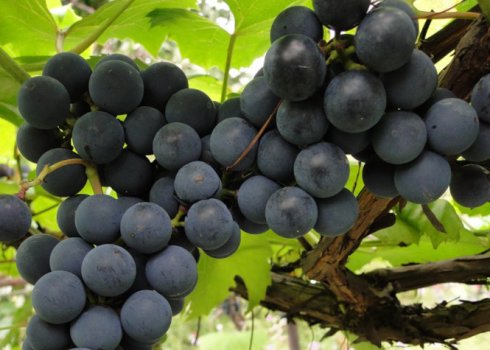 Врожай під загрозою. Не садіть ці рослини під виноградом!