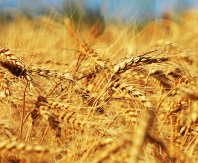 Урожай ячменя в поточному році перевищить п’ятирічні рекорди