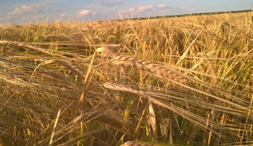 Вирощування ячменю Вирощування ячменю