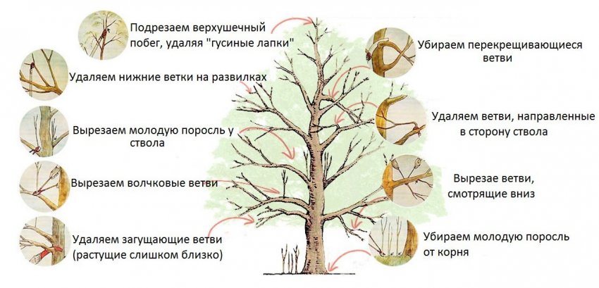 Обрізка яблуні