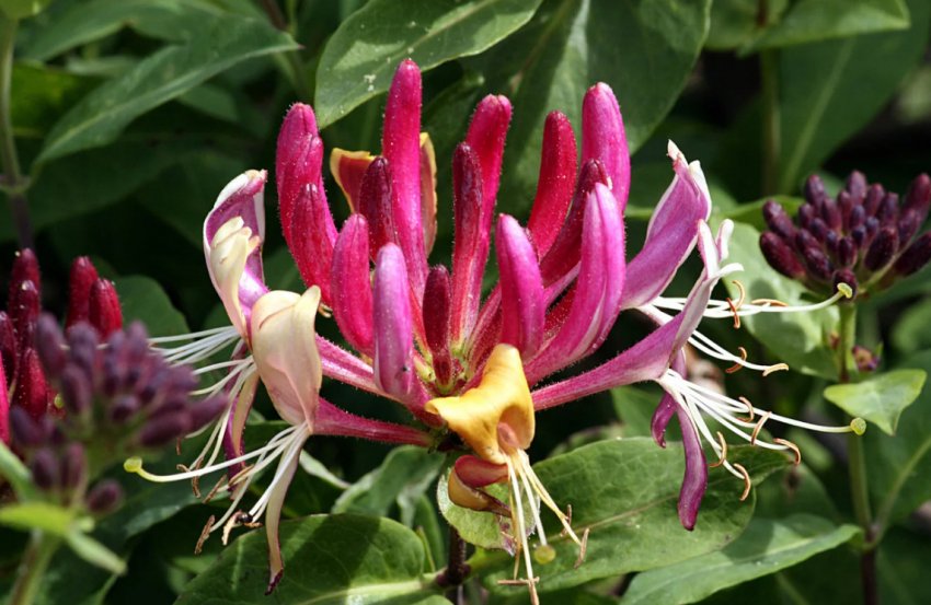 Декоративна жимолість Декоративна жимолість