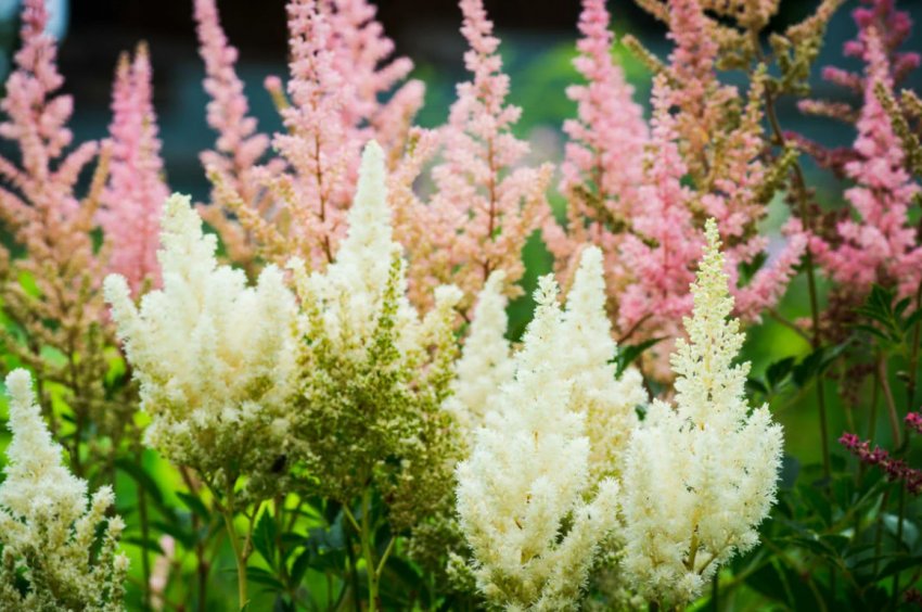 Астильба Астильба