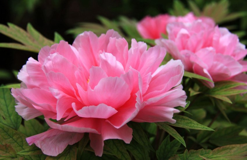 Піони на ділянці Піони на ділянці