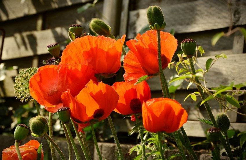 Мак на клумбі Мак на клумбі