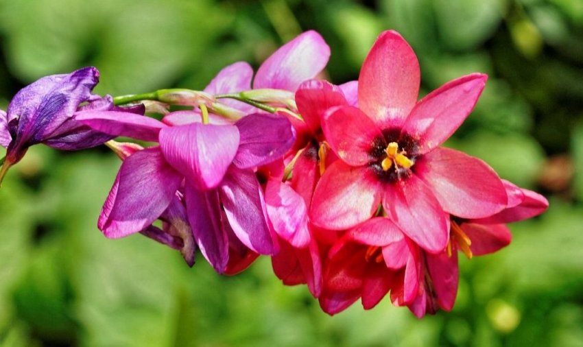 Иксия в саду Иксия в саду