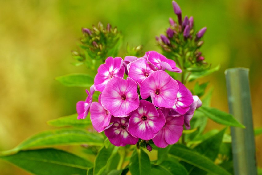 Флокси Флокси