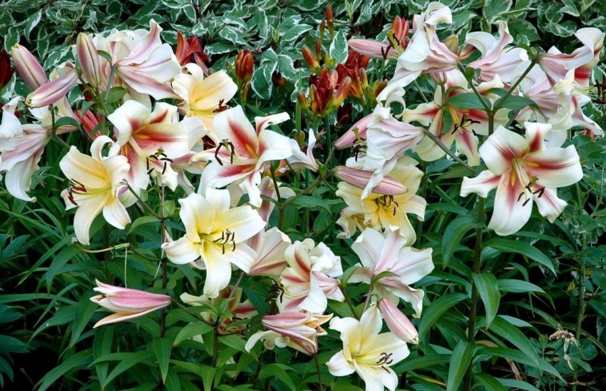 Лілія на квітнику Лілія на квітнику