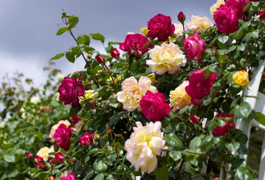 Рози на ділянці Рози на ділянці