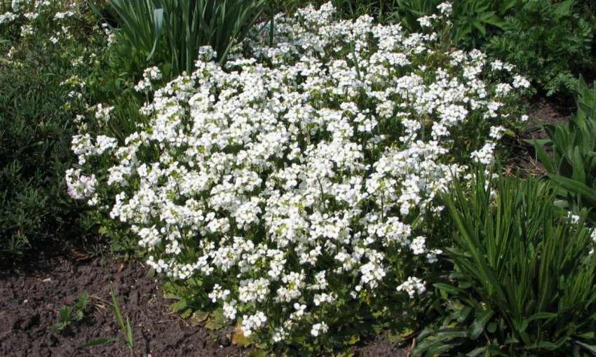 Арабіс на клумбі Арабіс на клумбі