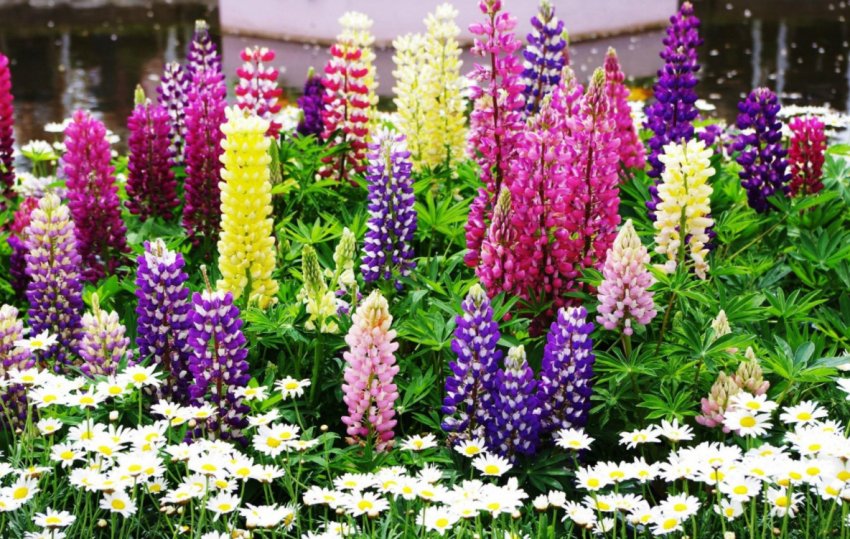 Люпін Люпін