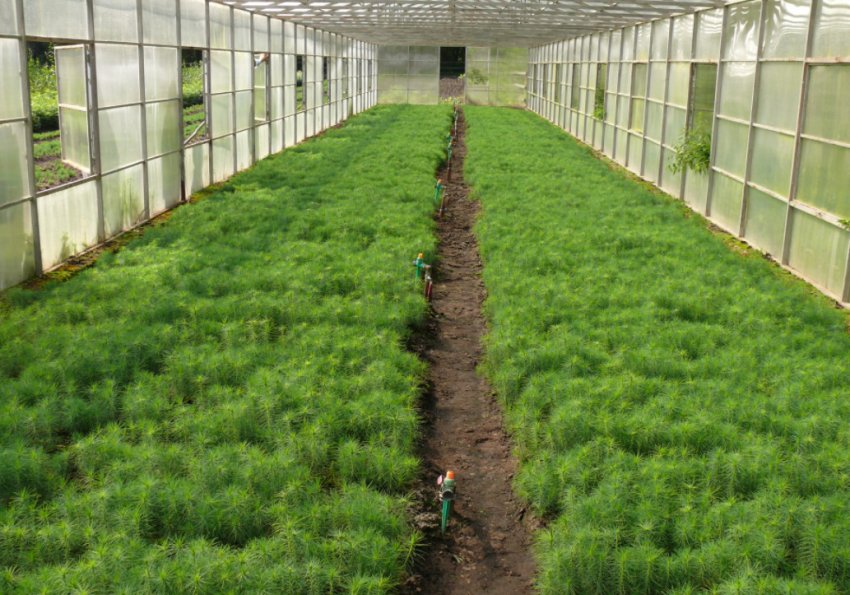 Садженці сосни в теплиці Садженці сосни в теплиці