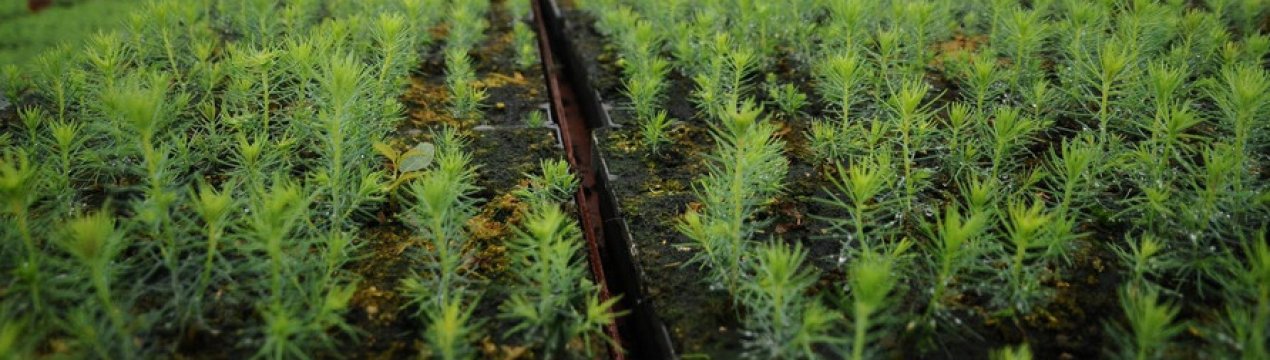 В теплицях Житомирської області висаджено більше 400 000 саженців сосни