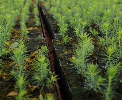 В теплицях Житомирської області висаджено більше 400 000 саженців сосни