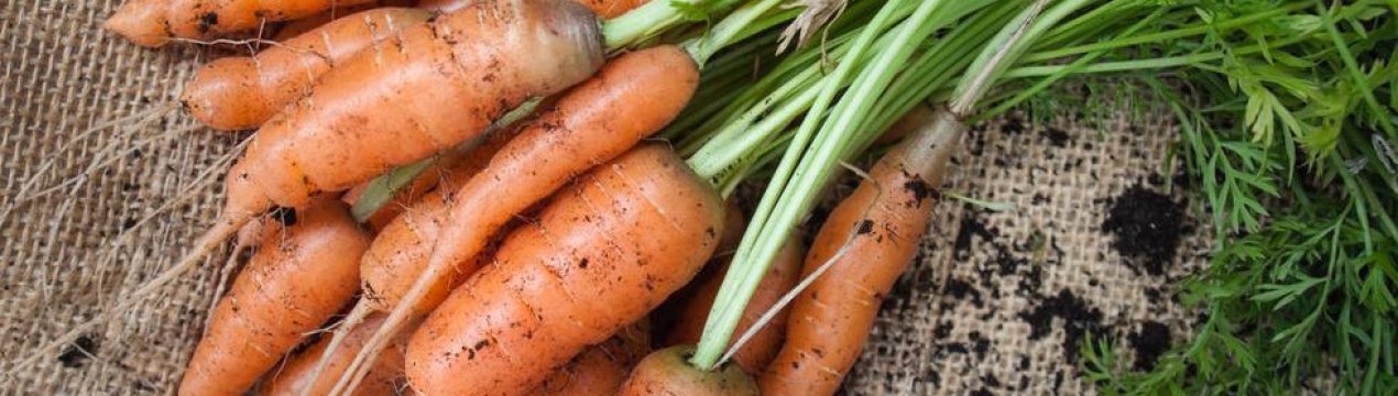 Прополка скасовується! Як посадити моркву під дошку?