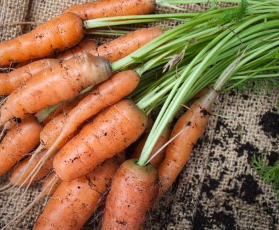 Прополка скасовується! Як посадити моркву під дошку?