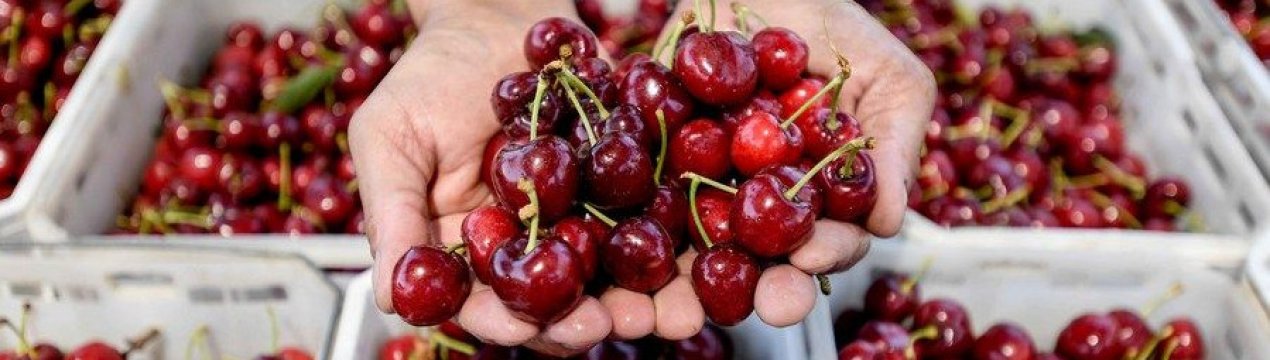 Українська вишня може з'явитися на ринках Італії