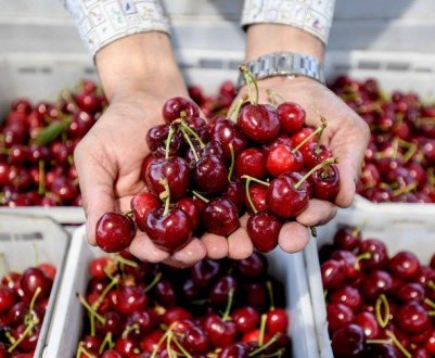 Українська вишня може з'явитися на ринках Італії