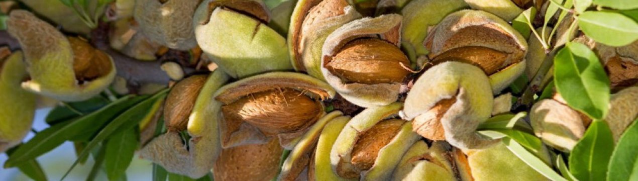 США зібратимуть рекордну кількість мигдалю у 2021 році