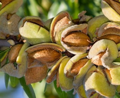 США зібратимуть рекордну кількість мигдалю у 2021 році