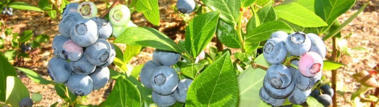 Україна буде постачати саджанці блакитної ягоди в Італію