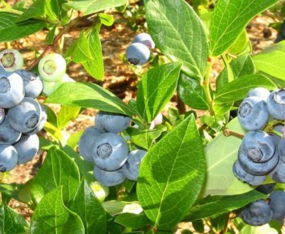 Україна буде постачати саджанці блакитної ягоди в Італію