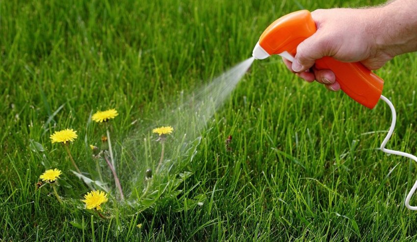 Обробка бур[1]янути й гинути.