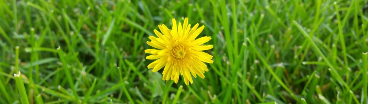 Такі бур'яни нам не потрібні! 3 простих кроки до газону без одуванчиків