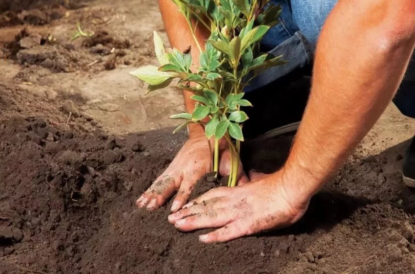 Посадка піонів Посадка піонів