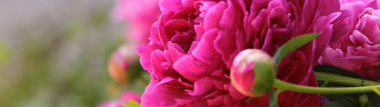 Використовуйте ці 5 добрив, щоб піони цвіли пишніше, ніж у сусідів