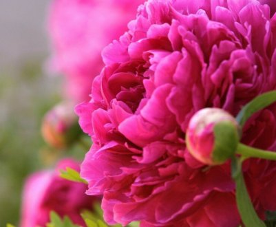 Використовуйте ці 5 добрив, щоб піони цвіли пишніше, ніж у сусідів