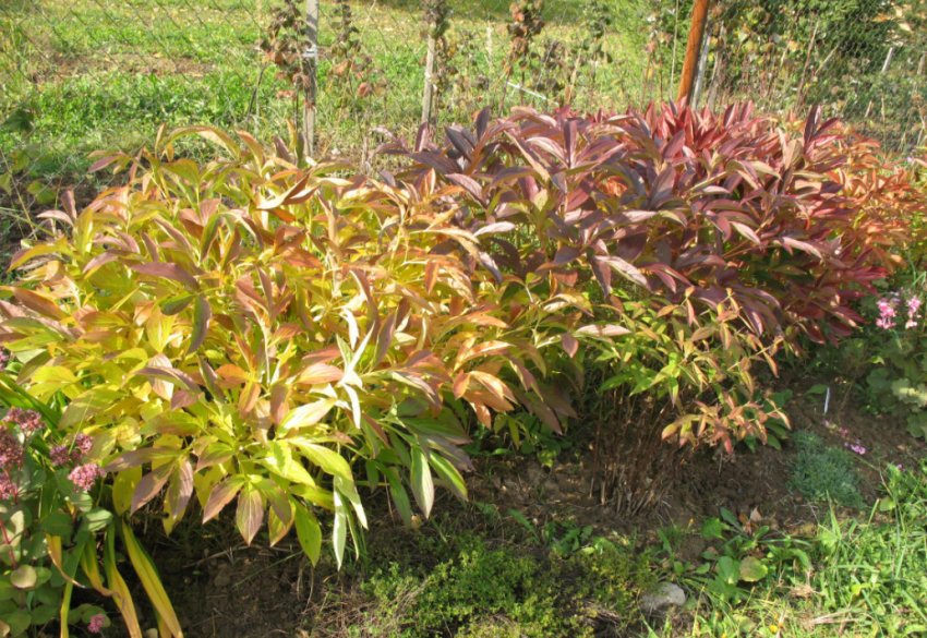 Півонії восени Півонії восени