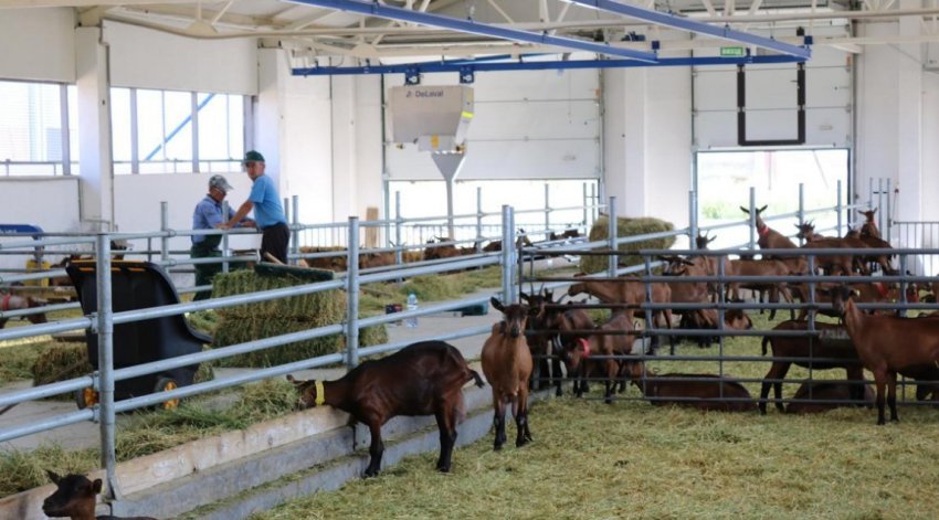 Козяча ферма Козяча ферма