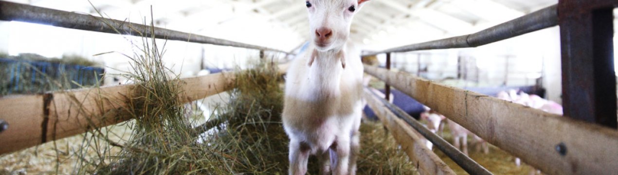 В Херсонській області функціонує унікальна козяча ферма