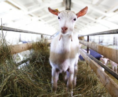 В Херсонській області функціонує унікальна козяча ферма