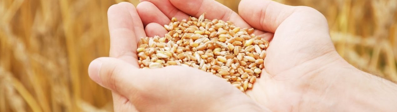 Соя і пшениця - нові фаворити аграрного виробництва