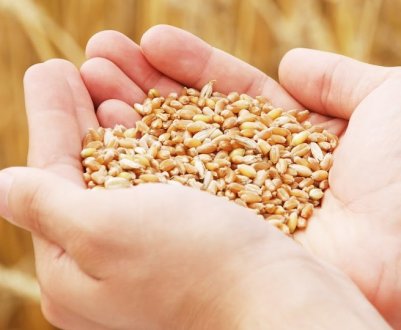 Соя і пшениця - нові фаворити аграрного виробництва