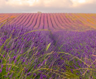 Завдяки волонтерам у Львівській області з'явилось лавандове поле
