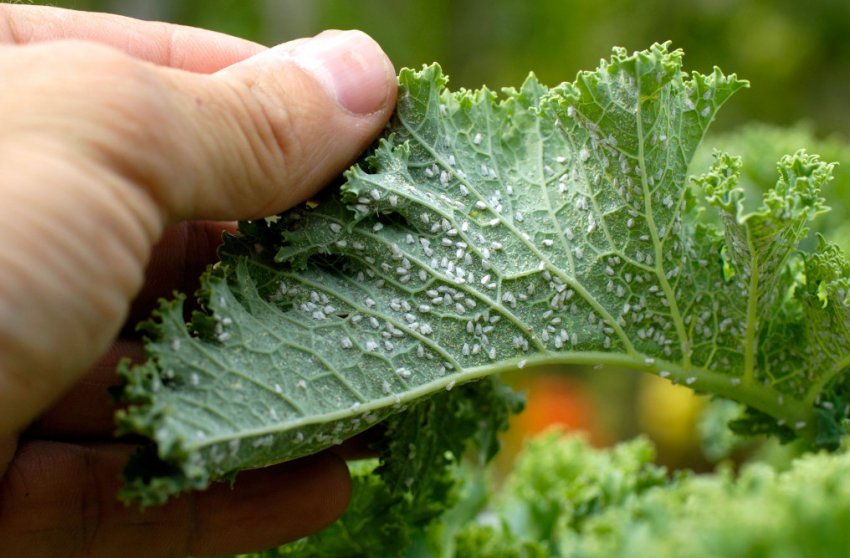 Тля в огороді