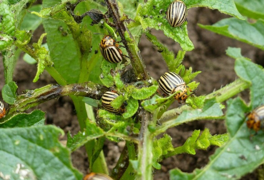 Колорадський жук на картоплі