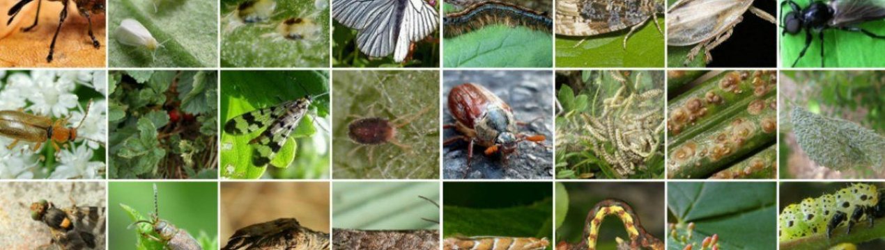 З цими шкідниками стикалися кожен! П'ятірка найпрожерливіших комах, які знищать весь урожай