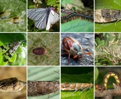 З цими шкідниками стикалися кожен! П'ятірка найпрожерливіших комах, які знищать весь урожай