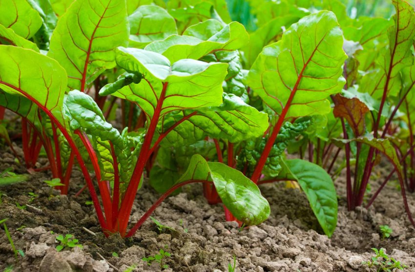 Свекла в огороді Свекла в огороді