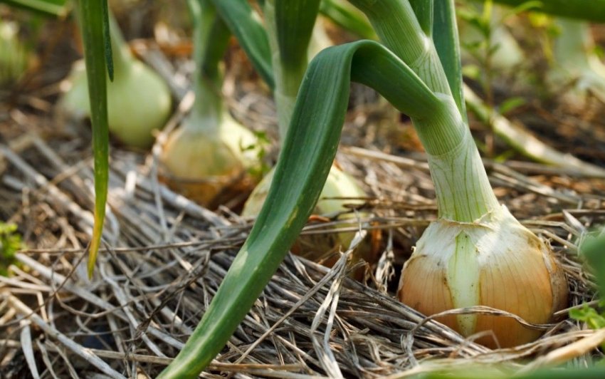 Цибуля на городі Цибуля на городі