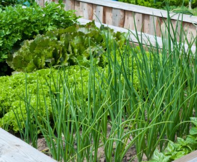 5 огороднiх культур, якi не варто боятися висаджувати в тiнi