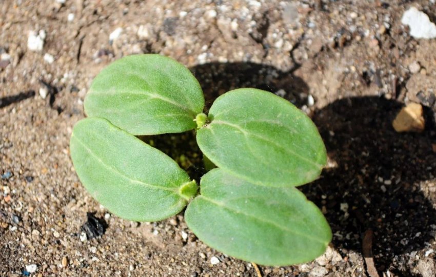 Висходи огірків