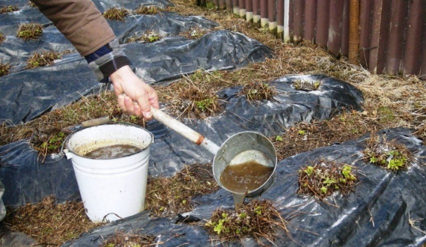 Підкормка птичим гнієм