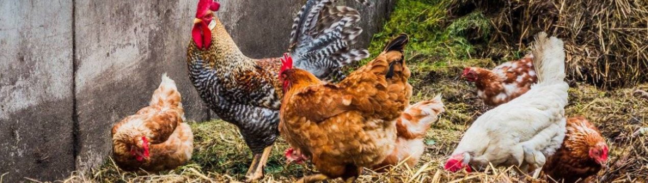 Як внести курячий послід для підживлення, щоб не завдати шкоди рослинам?