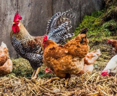 Як внести курячий послід для підживлення, щоб не завдати шкоди рослинам?