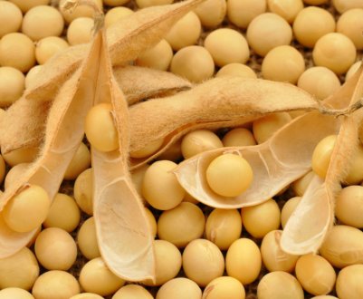 Україна збільшила обсяги поставок соєвих продуктів в країни ЄС